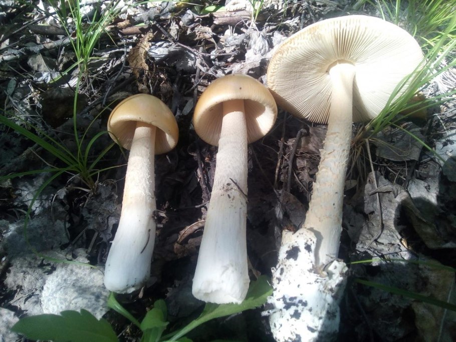 Грибы толкачики съедобные