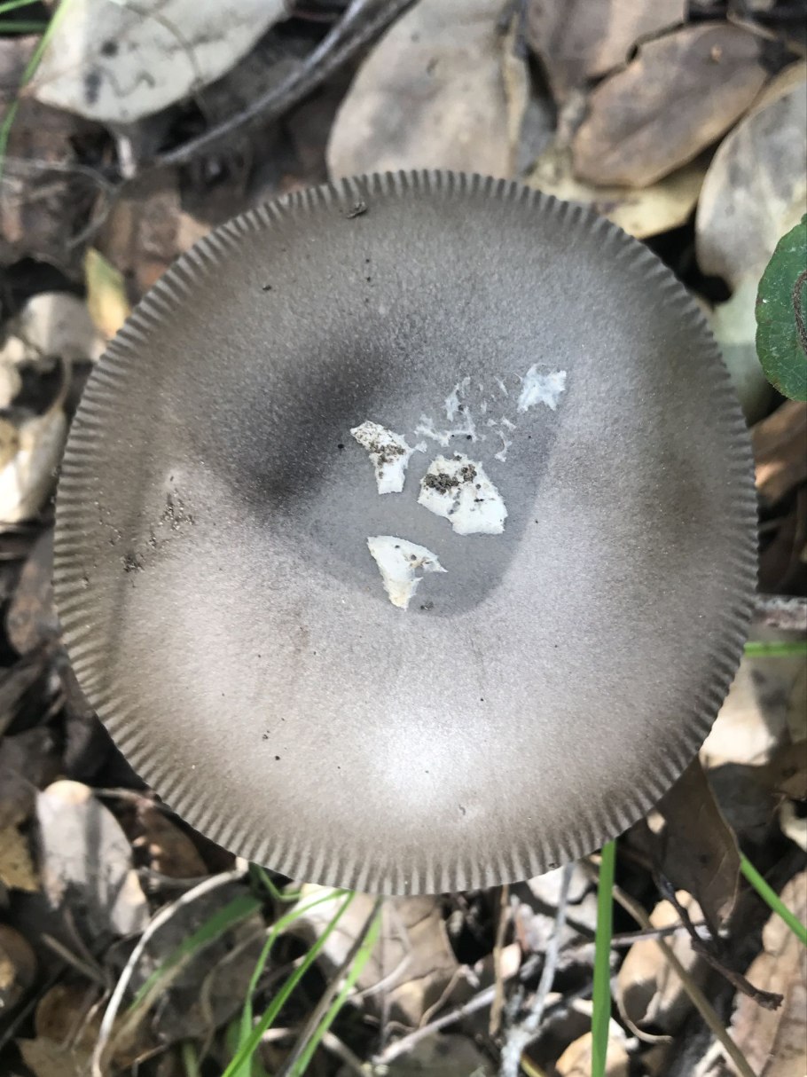 Грибы запрещенные к сбору в Московской области