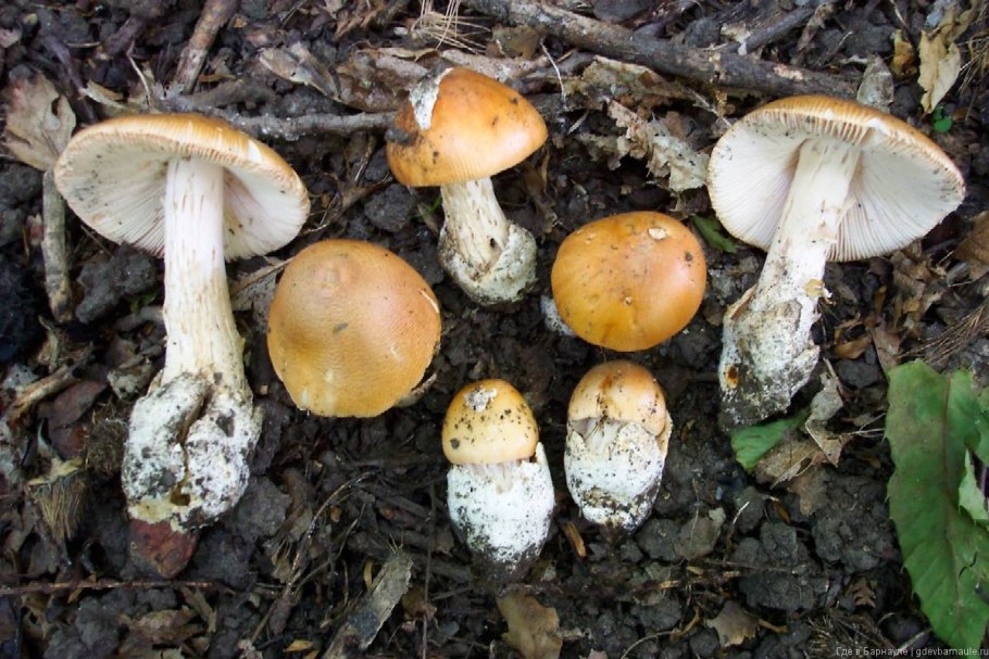 Грибы толкачики съедобные