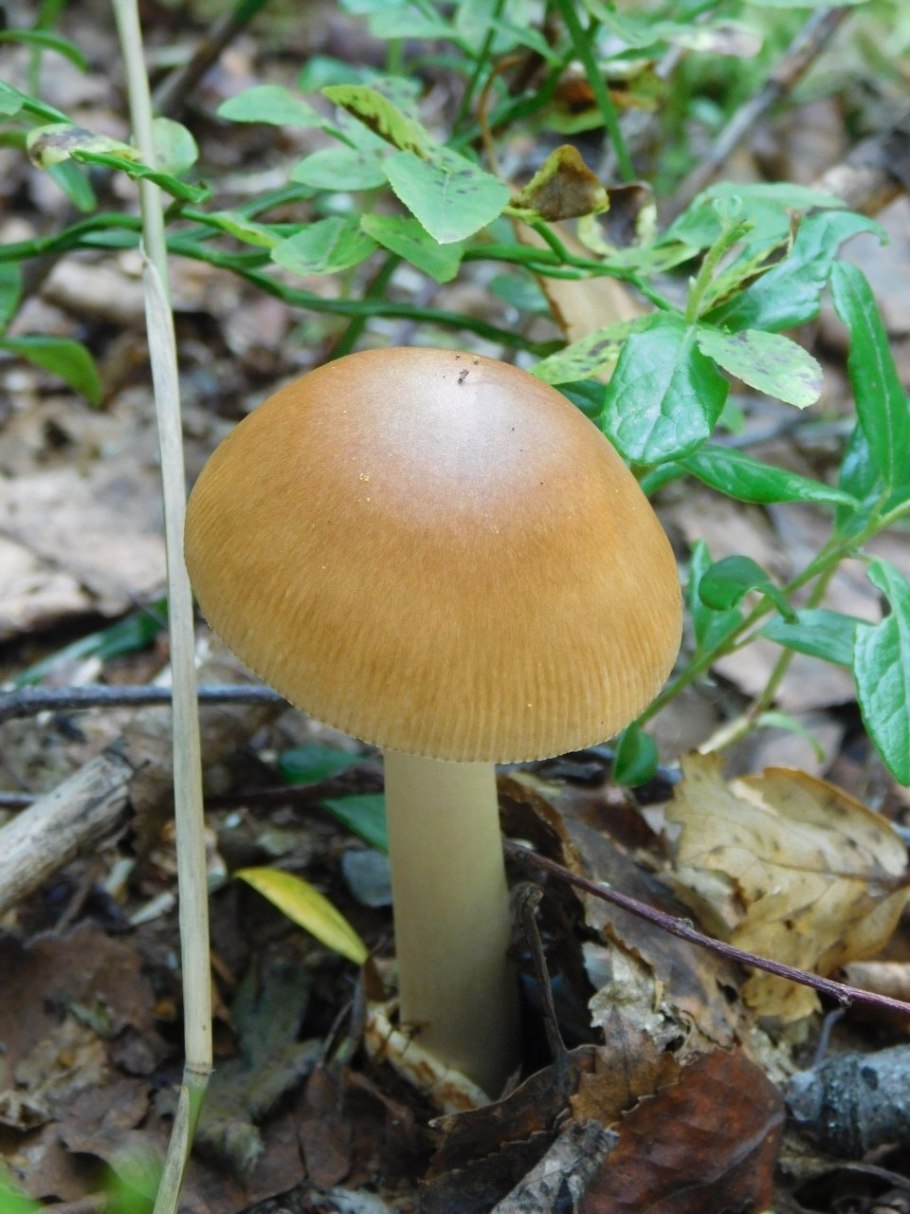 Поплавок желтеющий Amanita flavescens