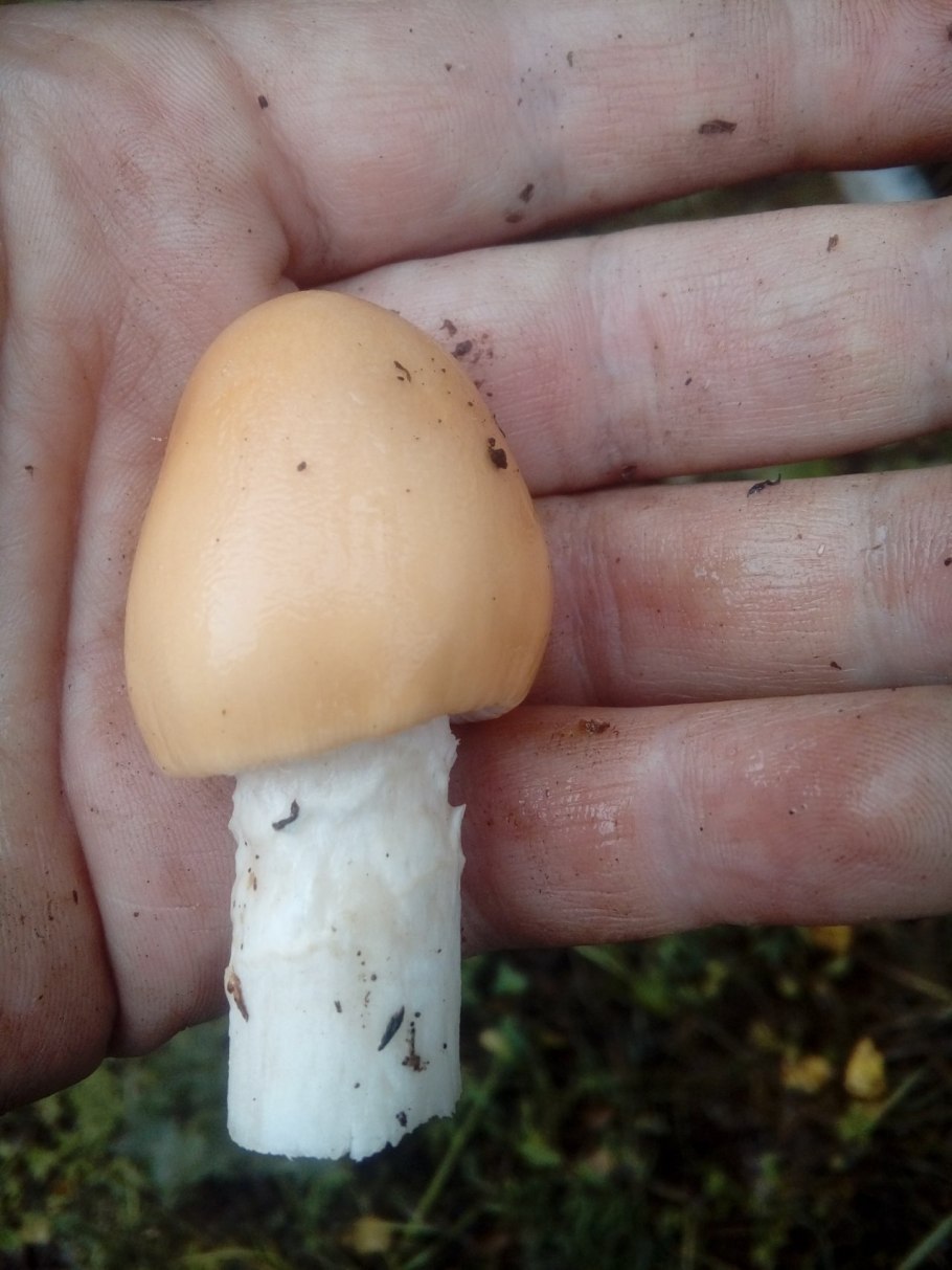 Поплавок серый (Amanita vaginata)