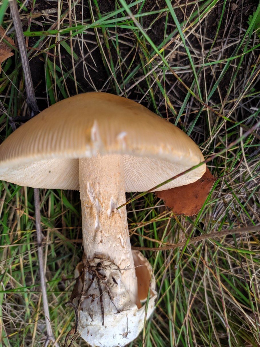 Поплавок шафранный