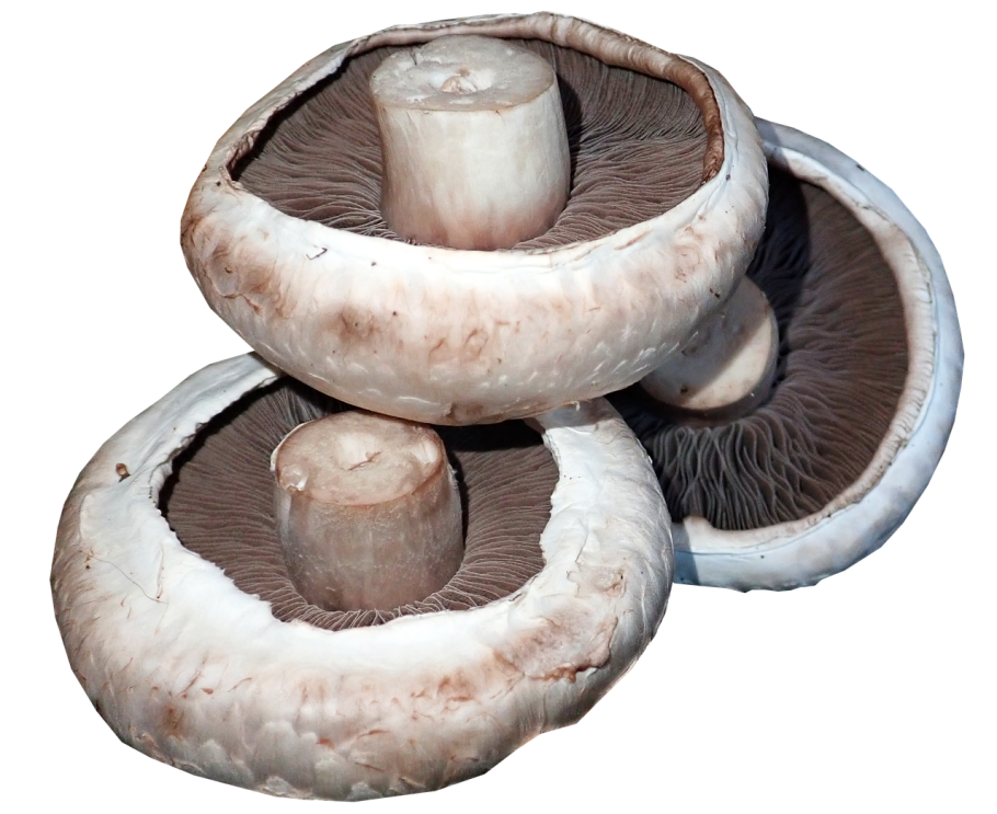 Грибы шампиньон портобелло