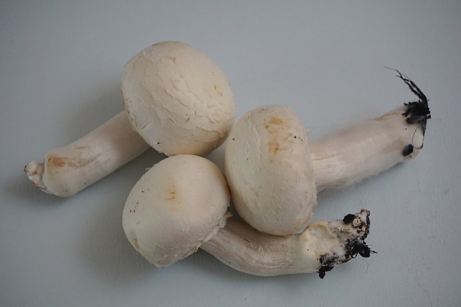 White champignon