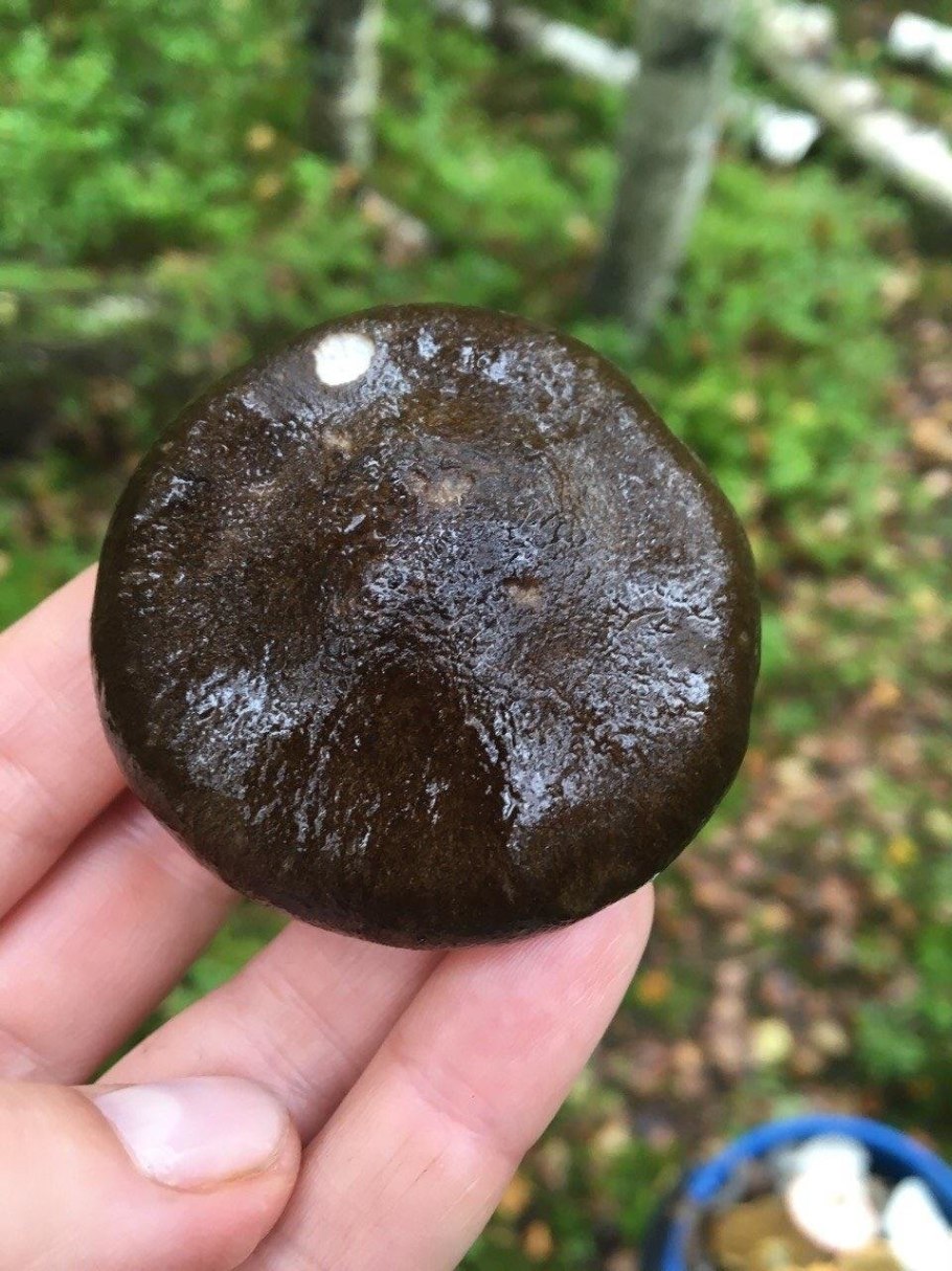 Вытянутый гриб