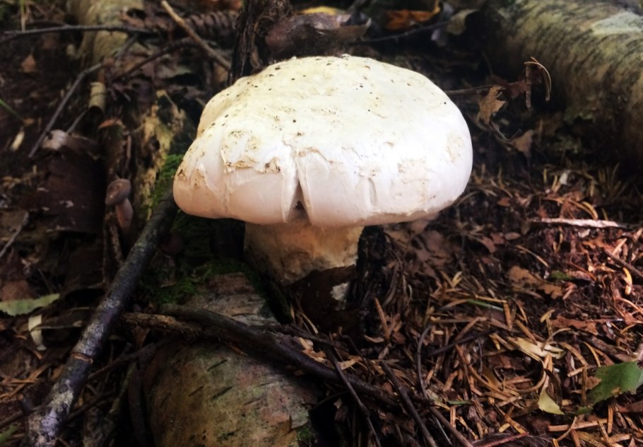 Чёрные лисички грибы