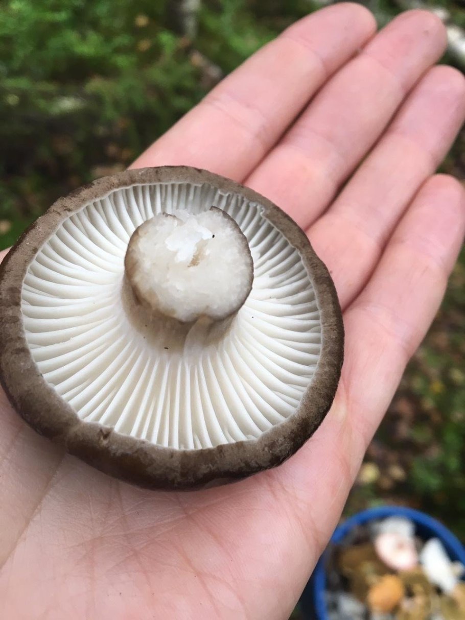 Сырые шампиньоны