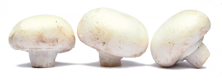 Калифорнийский шампиньон