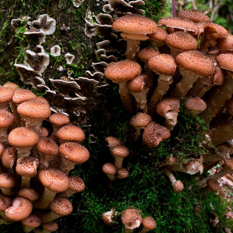 Опенок темный Armillaria ostoyae