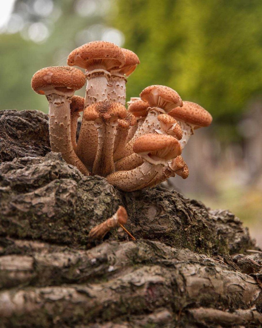 Опята Armillaria