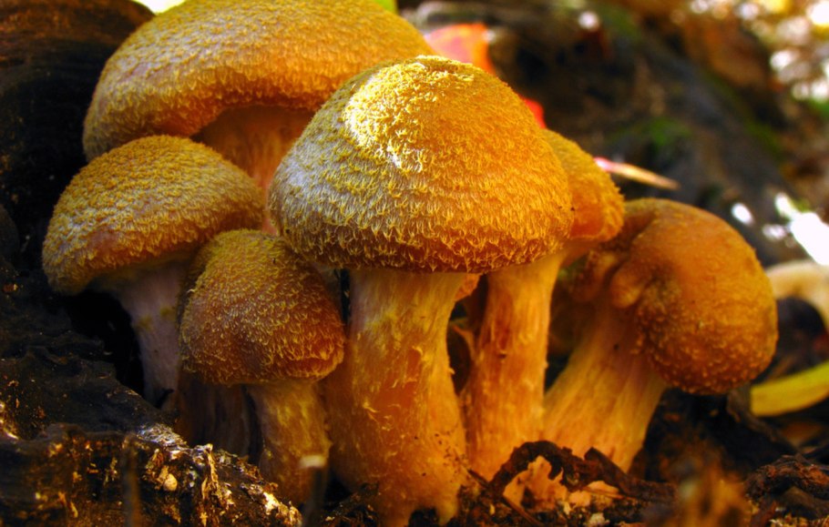 Опенок толстоногий Armillaria Gallica