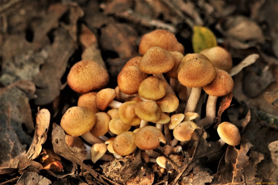 Грибница опенка темного Armillaria ostoyae