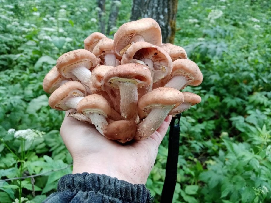 Приморский осенний опенок опёнок