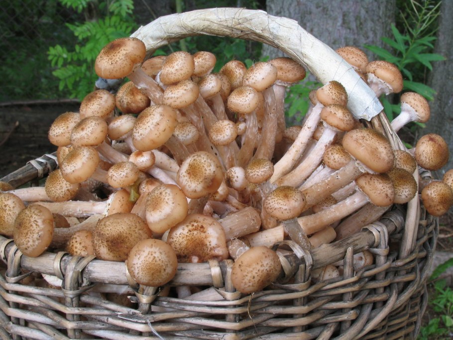 Опенок осенний Луговой