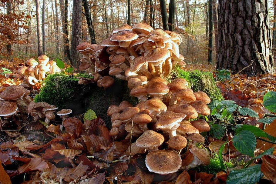 Armillaria ostoyae