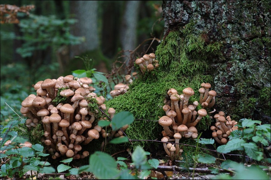 Грибница опенка темного Armillaria ostoyae
