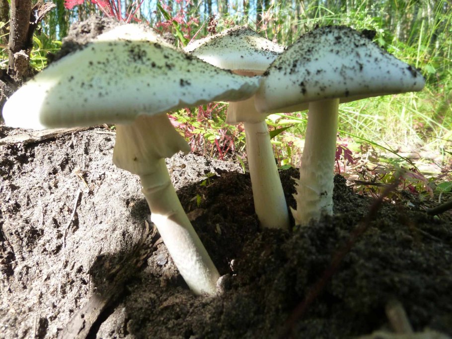 Вишневский бледная поганка