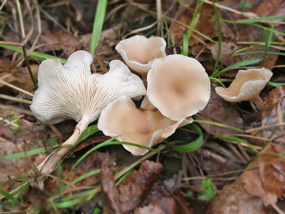 Говорушка подогнутая (Clitocybe geotropa)