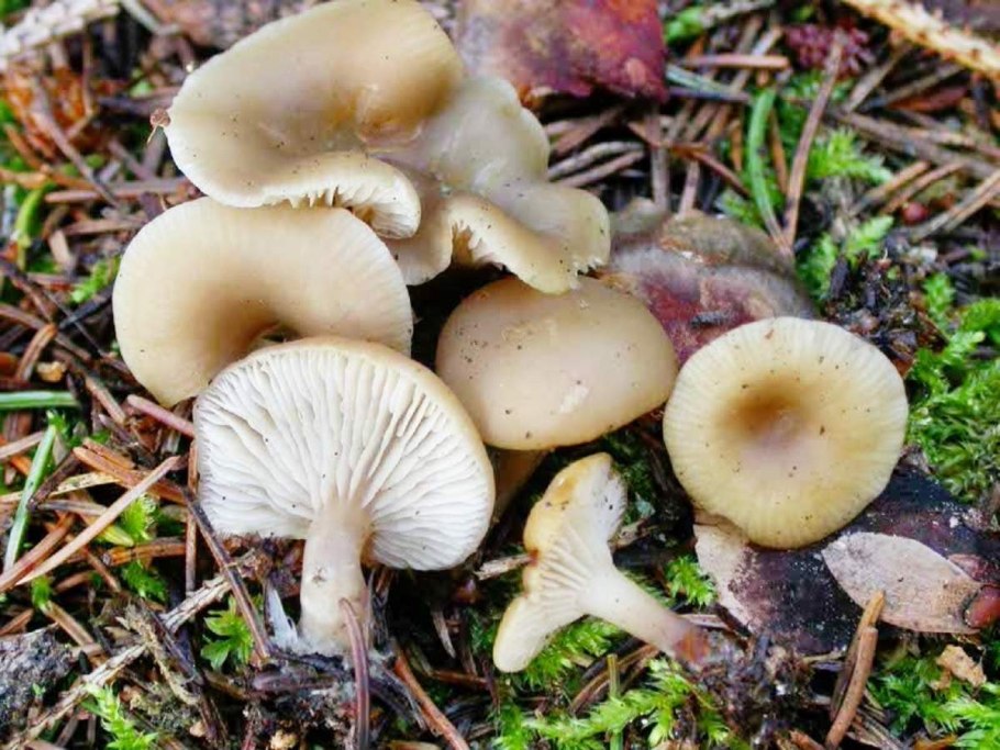 Говорушка белёсая Clitocybe candicans