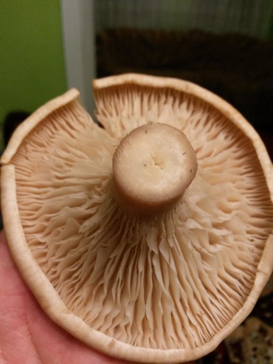 Говорушка ворончатая (Clitocybe Gibba)