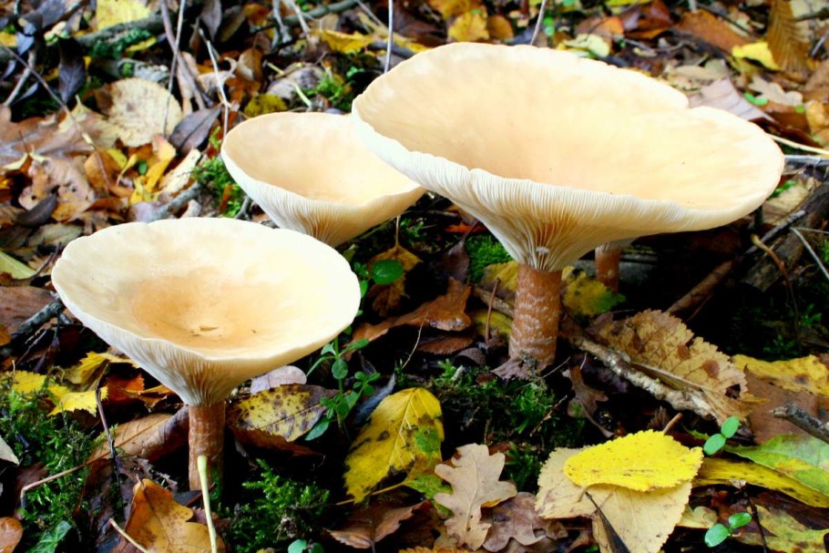 Говорушка подогнутая гриб