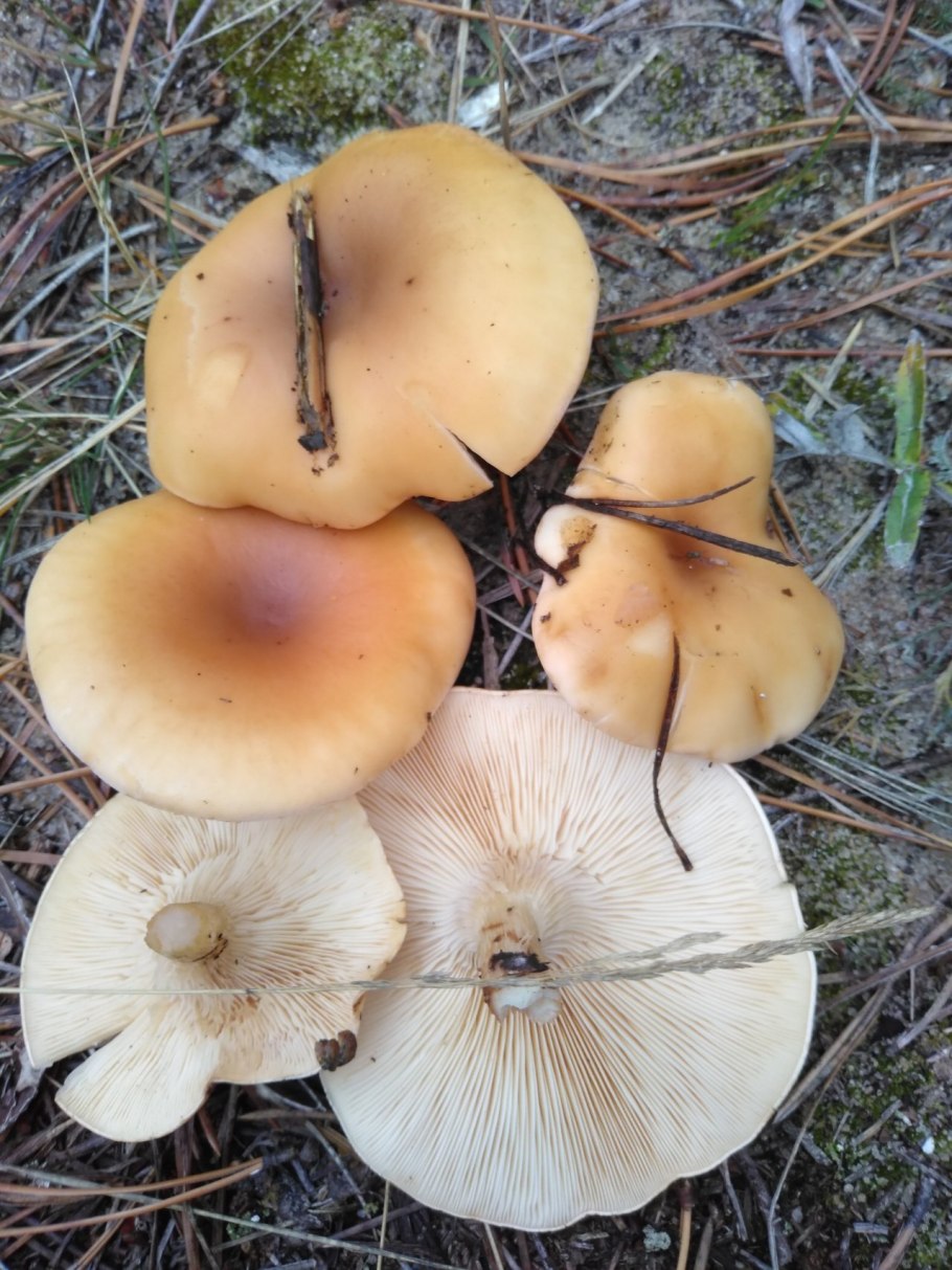 Грибы говорушка ворончатая съедобная