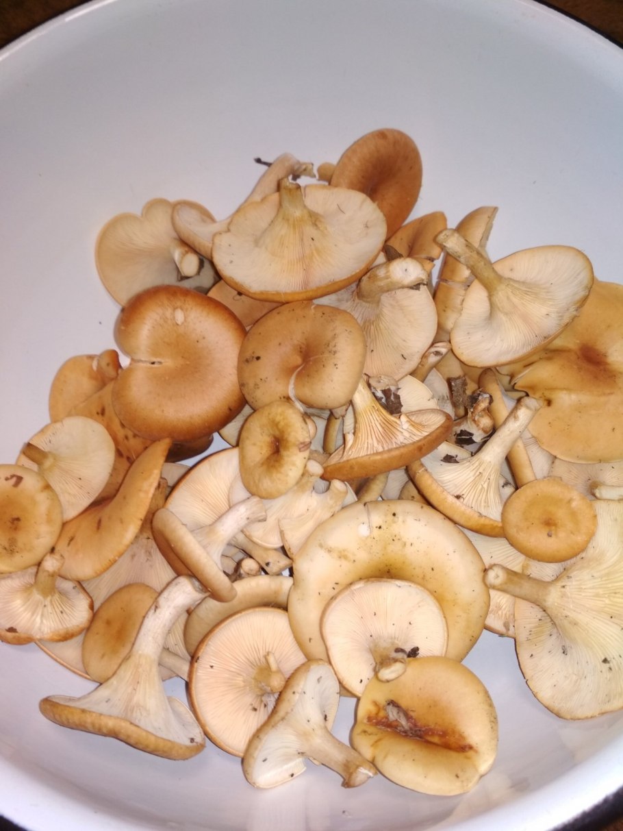 Говорушка восковатая