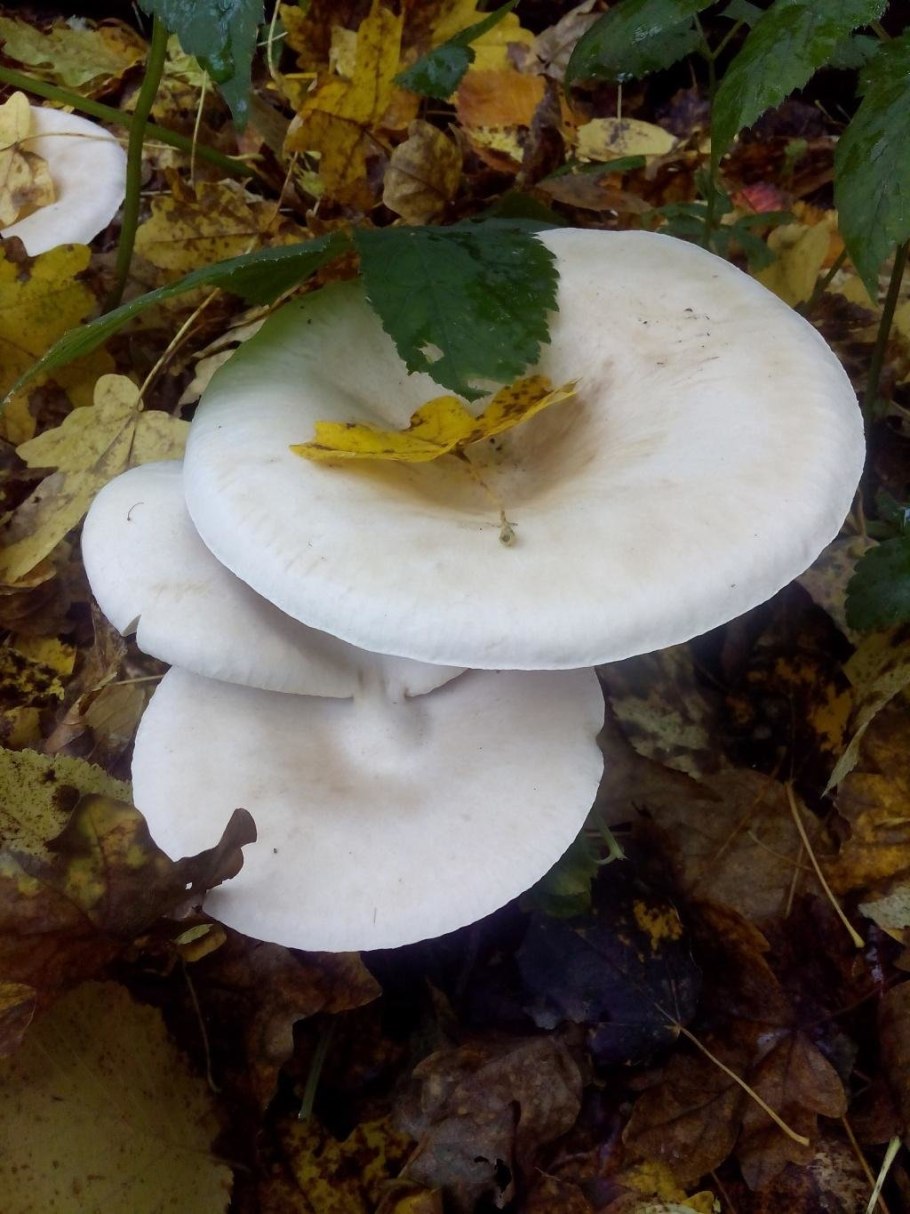 Говорушка беловатая