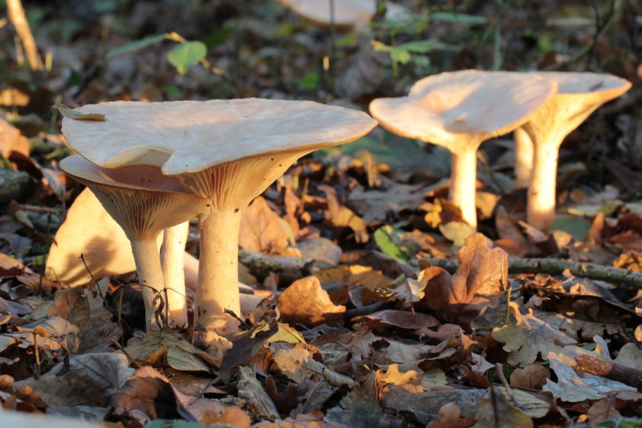 Говорушка подогнутая Infundibulicybe geotropa