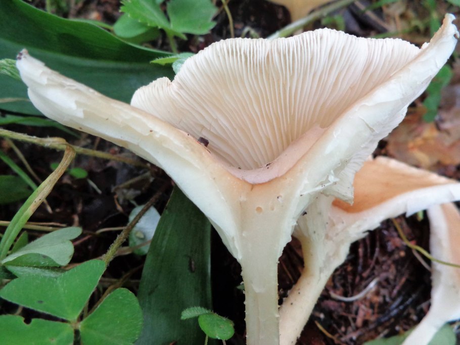 Говорушка оранжевая или ложная Лисичка (Hygrophoropsis aurantiaca).