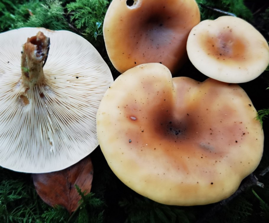 Говорушка ворончатая (Clitocybe Gibba)