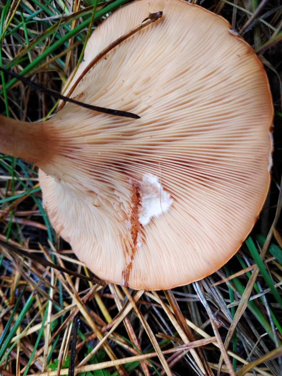 Лисичка ложная или говорушка оранжевая