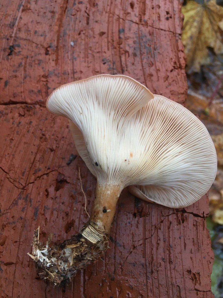 Говорушка беловатая (Clitocybe dealbata)
