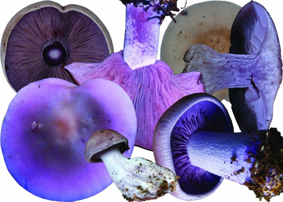 Гриб паутинник коричневый