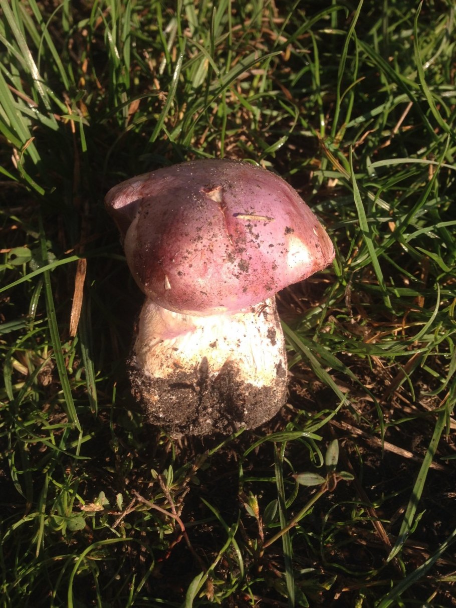 Сыроежка турецкая (Russula Turci)