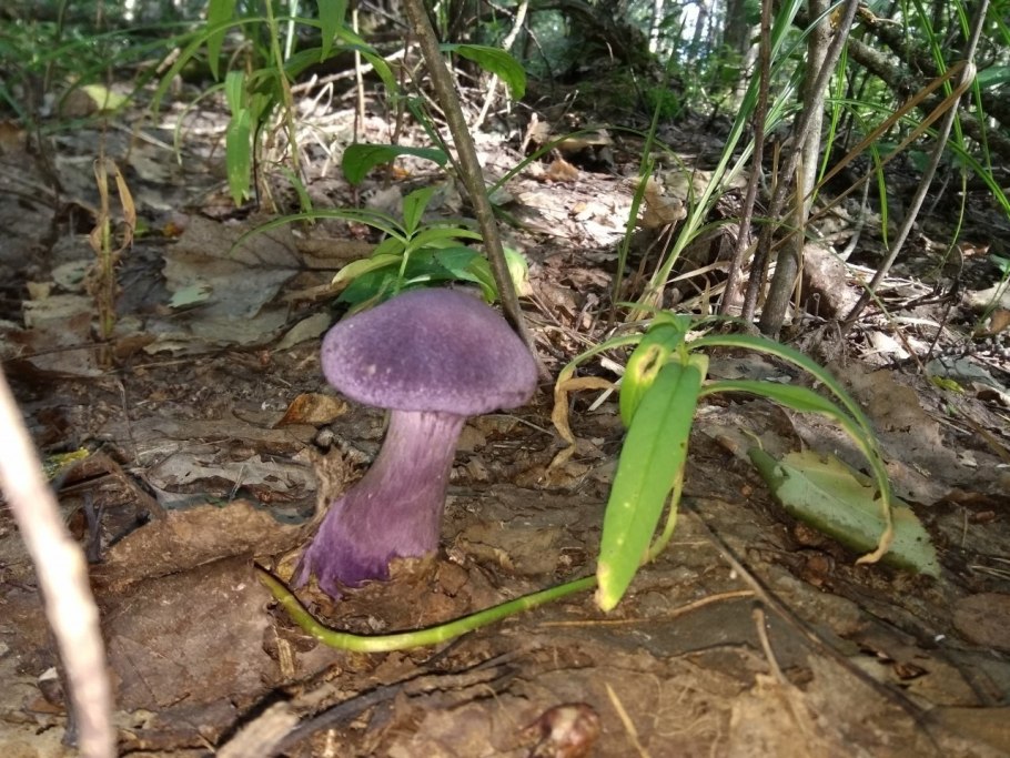 Паутинник фиолетовый гриб