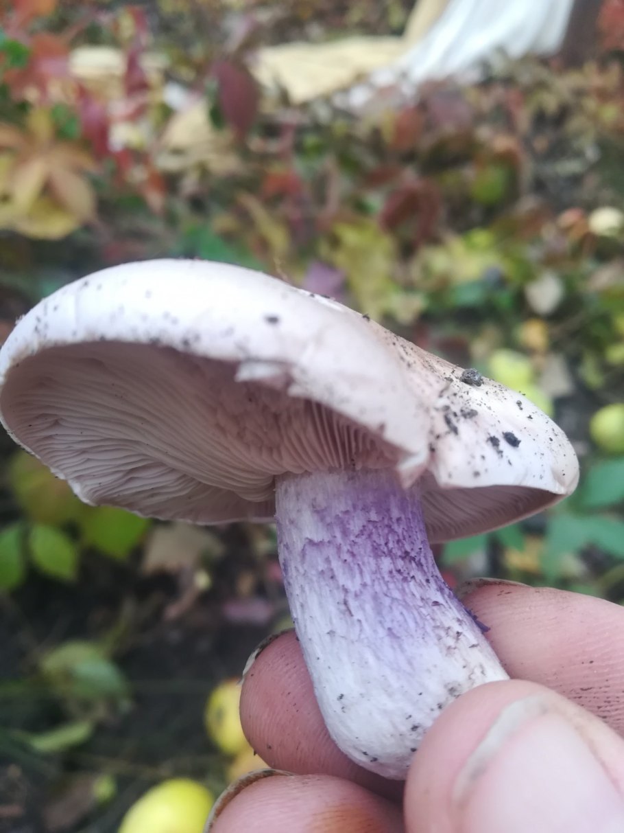 Паутинник березовый