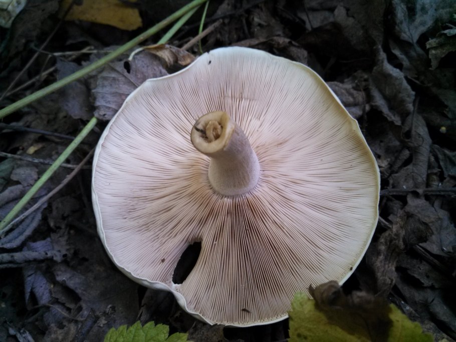 Толстая ножка фиолетовая шляпка гриб