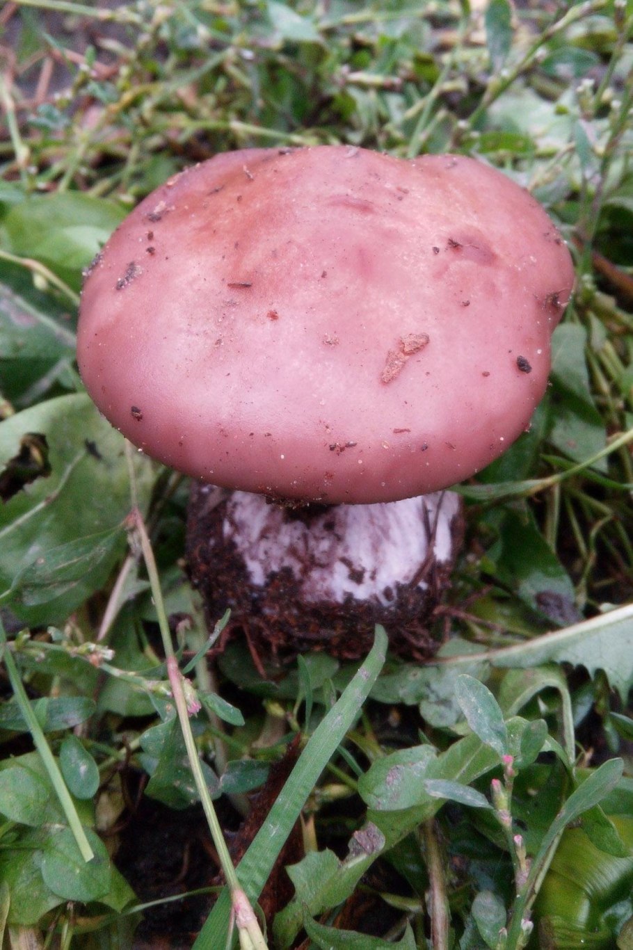 Рядовка лиловоногая