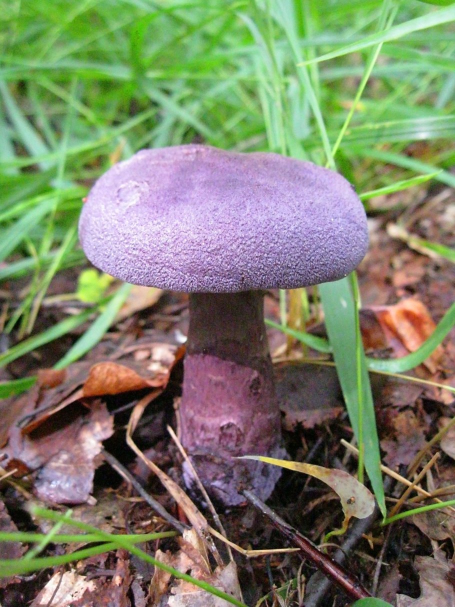 Гриб паутинник розовый