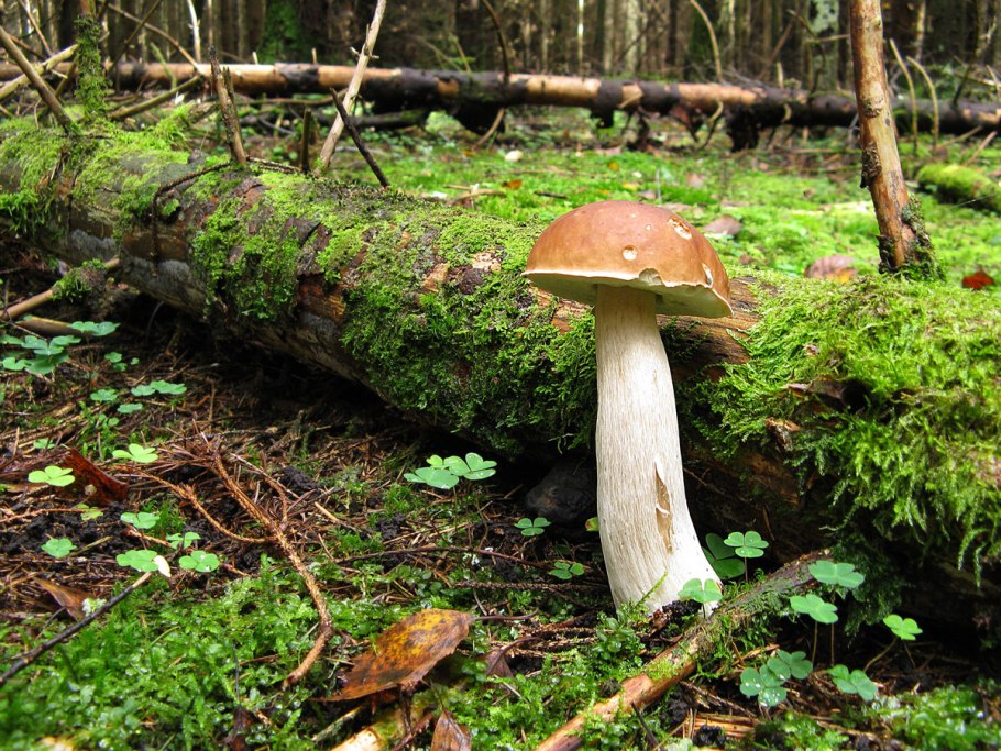 Белый гриб под елкой