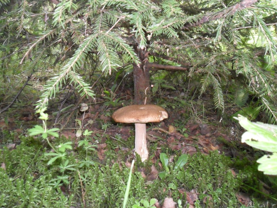 Грибы под елью