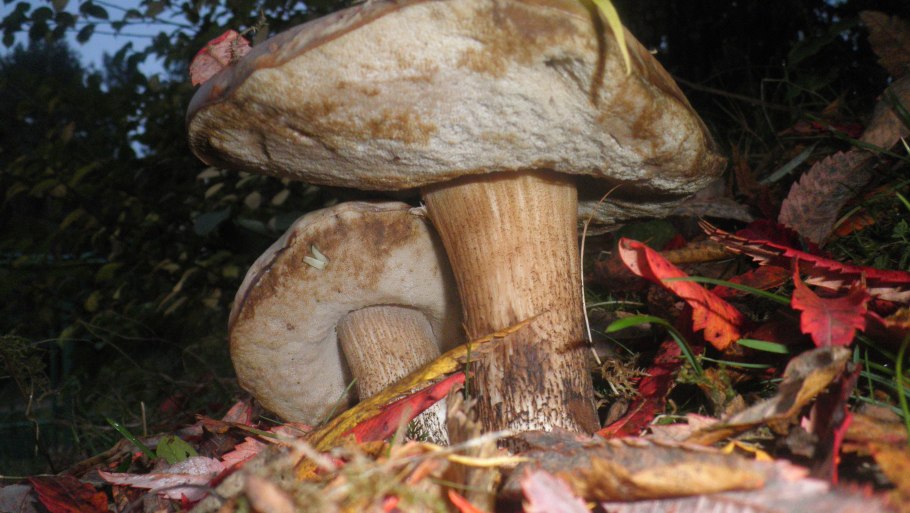 Грибы растущие под березами съедобные