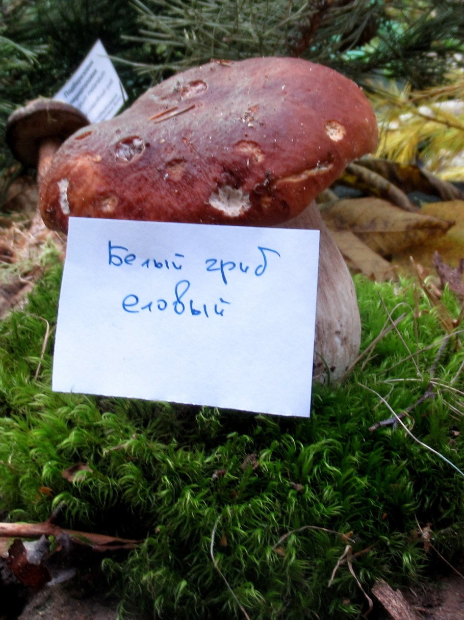 Белый гриб еловый