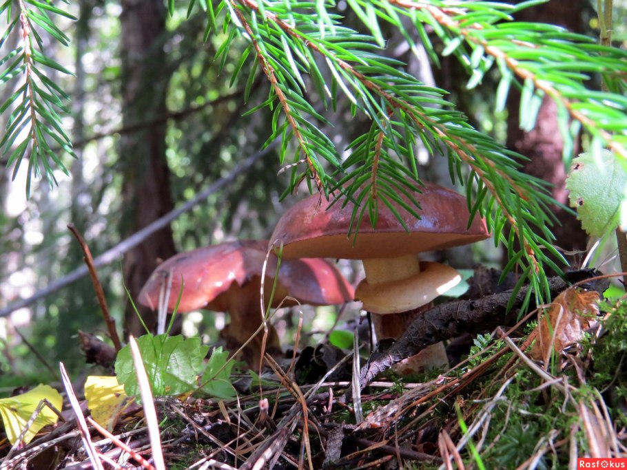 Маслята под елью