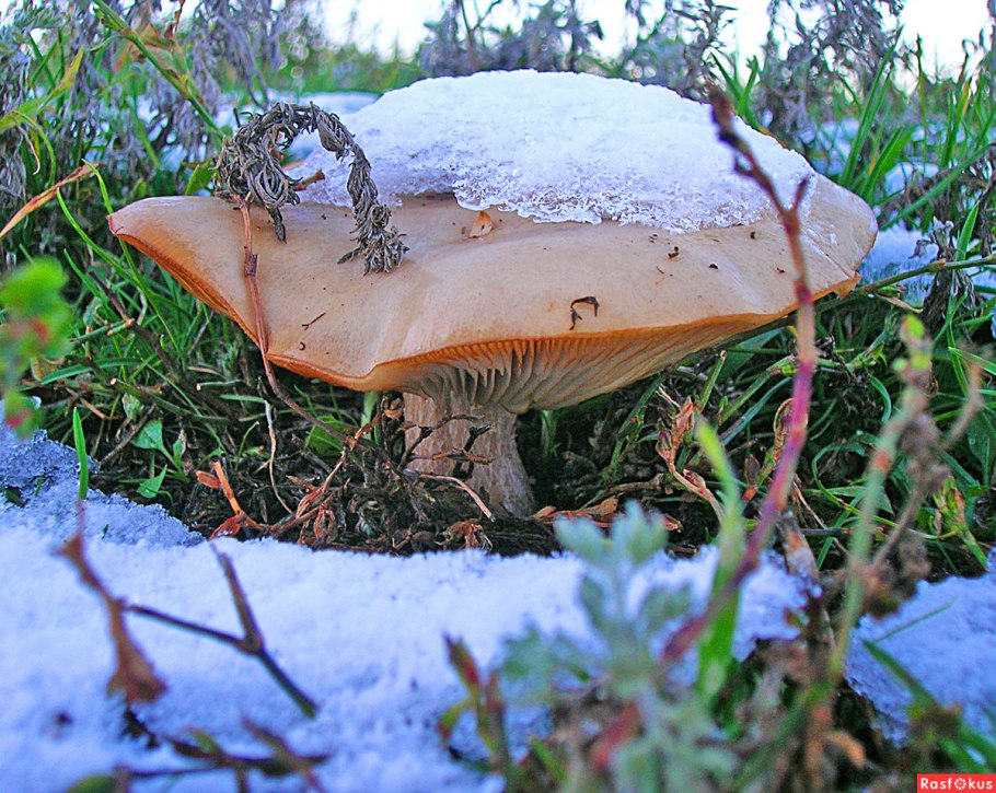 Грибы растущие под елью