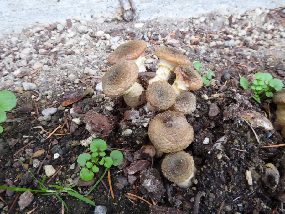 Грибы растущие под елками