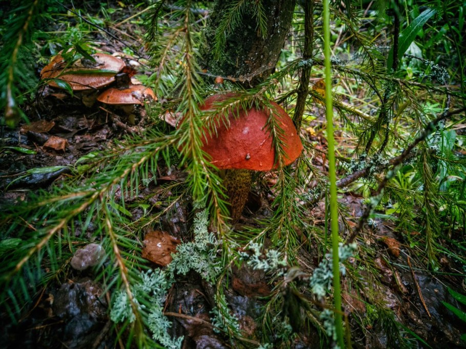Грибы под елкой