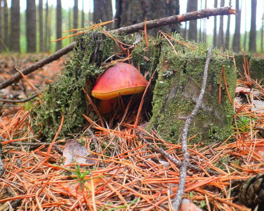 Грибы в Сосновом Бору Ленинградской области