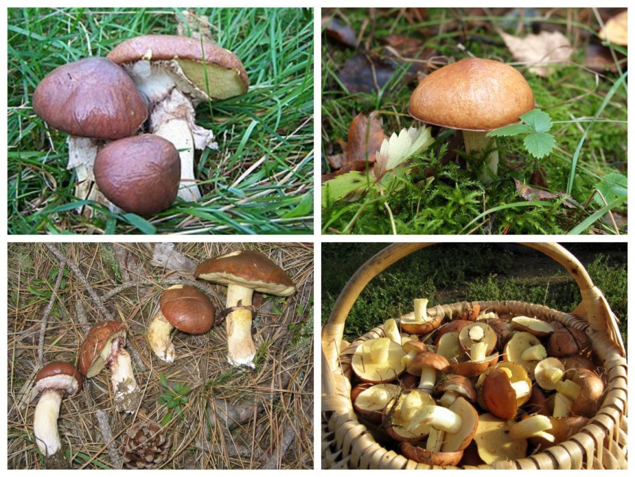 Грибы под пихтой